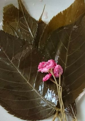 桜の葉の塩漬け-レシピのメイン写真