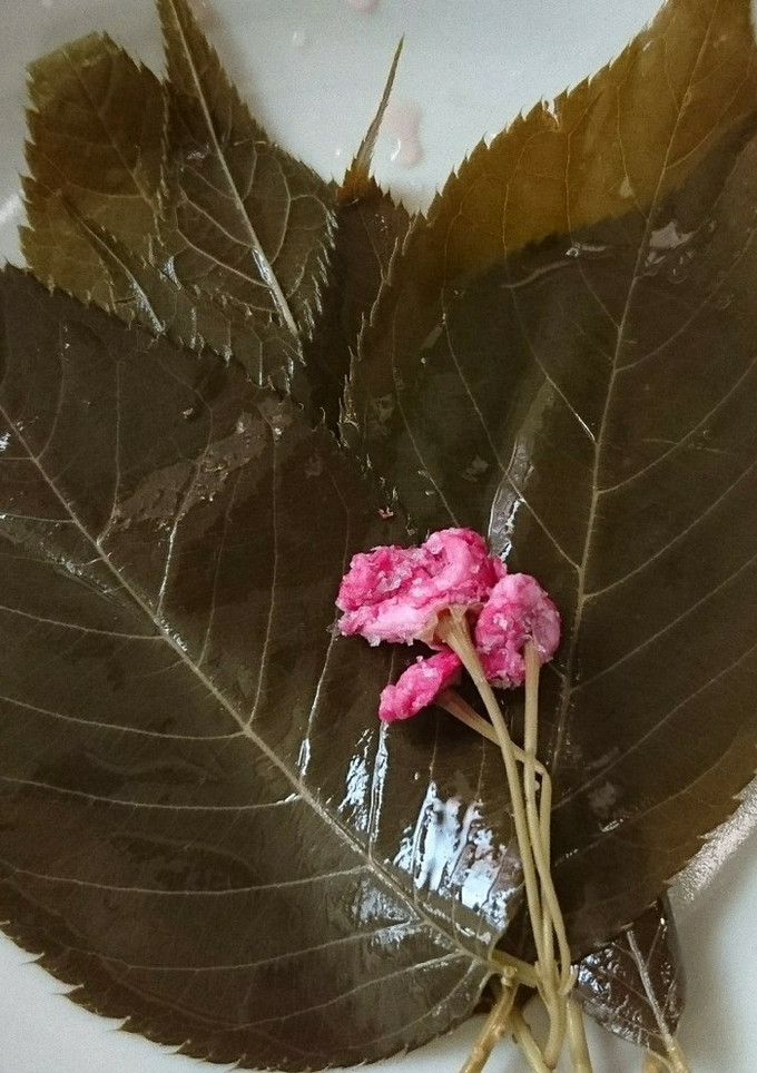 桜の葉の塩漬け-レシピのメイン写真