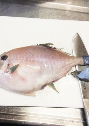 ウマヅラハギのおろし方-レシピのメイン写真