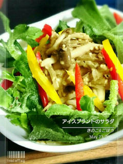 アイスプラントサラダ きのこ&ごぼう-レシピのメイン写真