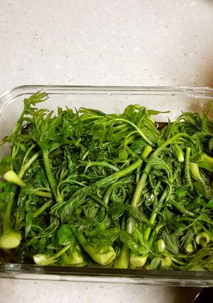 タラの芽のチャンアチ(酢醤油漬け)-レシピのメイン写真
