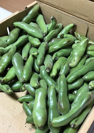 そら豆の茹で方&冷凍保存-レシピのメイン写真