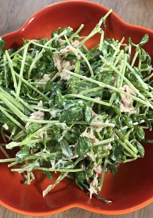 豆苗とツナのサラダ-レシピのメイン写真