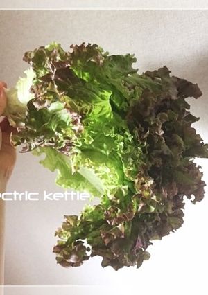 簡単！！レタスをシャキシャキに保つ方法！-レシピのメイン写真