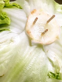 超楽々 レタス、キャベツ、白菜長期保存法-レシピのメイン写真