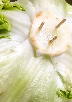 超楽々 レタス、キャベツ、白菜長期保存法-レシピのメイン写真