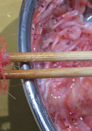 桜海老のひげ取り-レシピのメイン写真