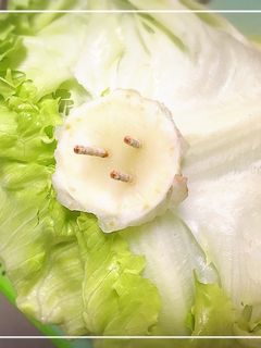 お得に賢く保存① レタス編-レシピのメイン写真