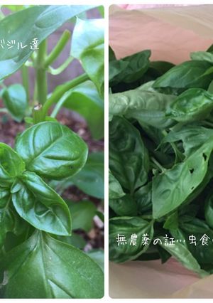 バジルペースト-レシピのメイン写真