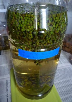 実山椒酒を作ってみる-レシピのメイン写真