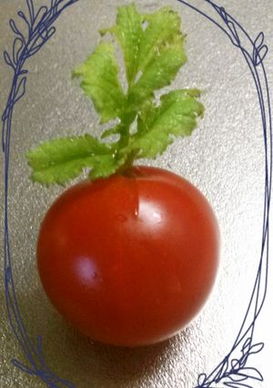 あれっ?プチトマトに芽が出た・・-レシピのメイン写真