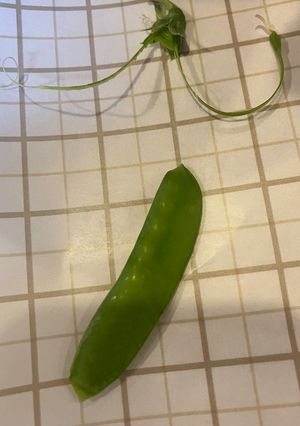 絹さやの筋取り-レシピのメイン写真