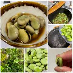 รูปของ 簡単　そら豆煮（2026）