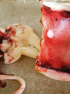 イカ焼き【一夜干しで】-レシピのメイン写真