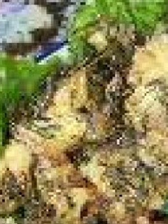 ネカジカの揚げ物(天ぷら風)-レシピのメイン写真