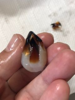 簡単!イカの口(イカトンビ)の下処理-レシピのメイン写真