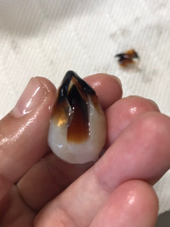 簡単!イカの口(イカトンビ)の下処理-レシピのメイン写真