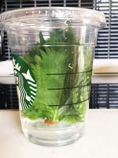 大葉の保存方法-レシピのメイン写真