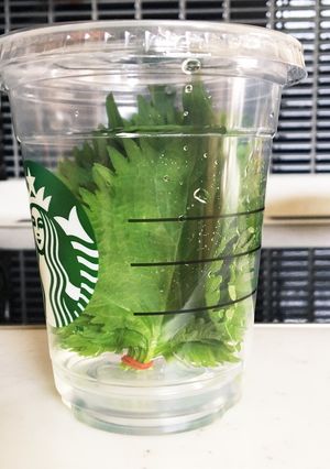 大葉の保存方法-レシピのメイン写真