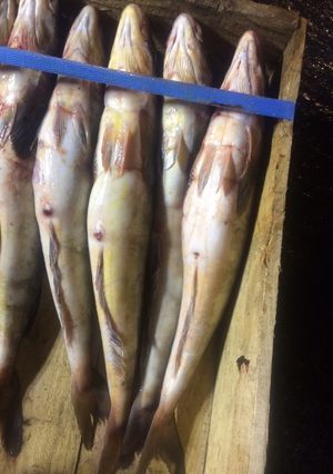 おいしいホッケの見分け方-レシピのメイン写真