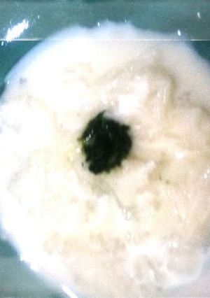 簡単離乳食☆初期～中期☆ミルクそうめん-レシピのメイン写真