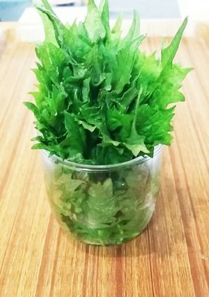 大葉の保存-レシピのメイン写真