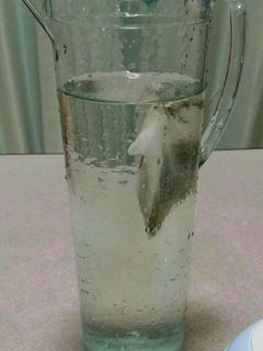 【簡単】水だし緑茶-レシピのメイン写真