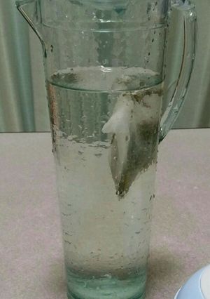【簡単】水だし緑茶-レシピのメイン写真