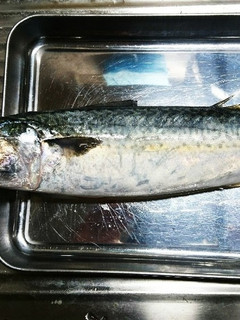 基本!魚の捌き方 サバの捌き方-レシピのメイン写真