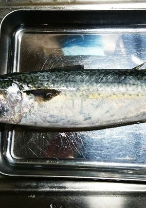 基本！魚の捌き方 サバの捌き方-レシピのメイン写真