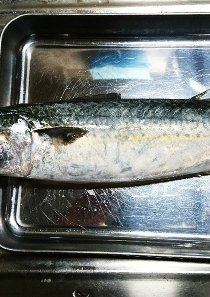 基本！魚の捌き方 サバの捌き方-レシピのメイン写真