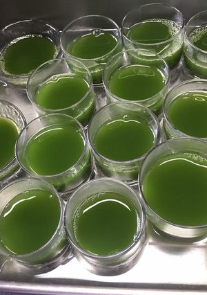 抹茶のゼリー-レシピのメイン写真