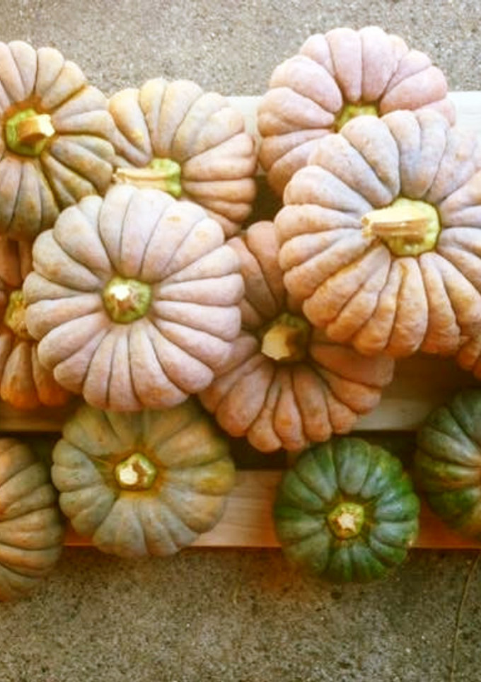 会津伝統野菜　小菊かぼちゃのはさみ揚げ-レシピのメイン写真
