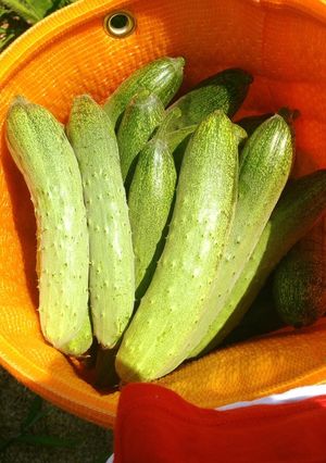 会津伝統野菜　余蒔きゅうり冷製スープ-レシピのメイン写真