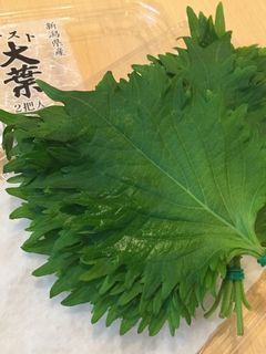 ☆簡単保存☆ 大葉の傷みにくい保存方法-レシピのメイン写真