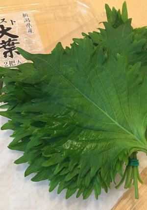 ☆簡単保存☆ 大葉の傷みにくい保存方法-レシピのメイン写真