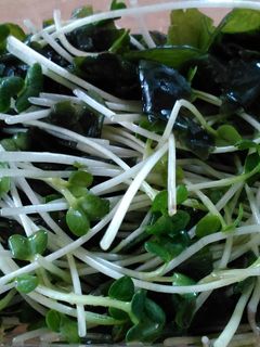 カイワレとワカメの和え物-レシピのメイン写真