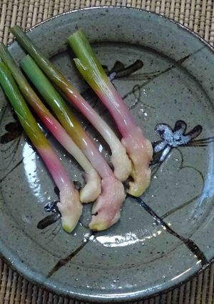 葉生姜の甘酢漬け-レシピのメイン写真