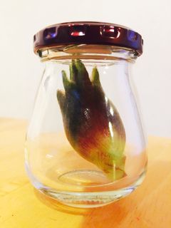 ♡みょうがの保存法♡-レシピのメイン写真