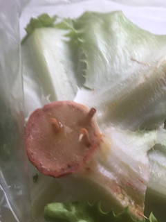 レタスの保存の仕方-レシピのメイン写真