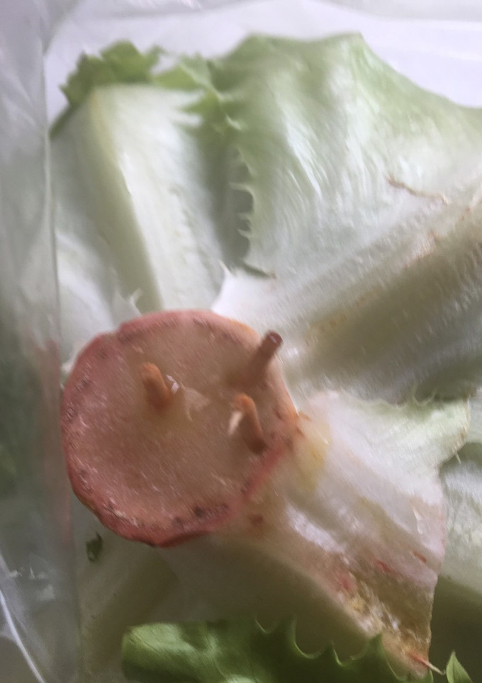 レタスの保存の仕方-レシピのメイン写真