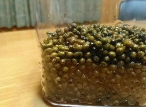 山椒の実の佃煮。 山椒の実の佃煮。-レシピのメイン写真