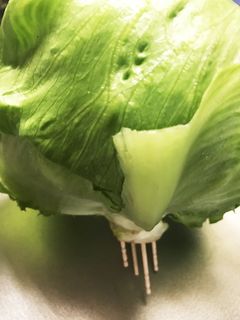 レタスの保存方法-レシピのメイン写真