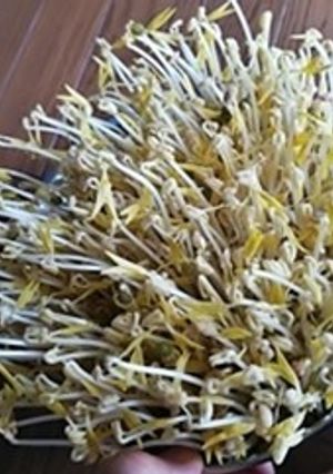 自家製もやし-レシピのメイン写真
