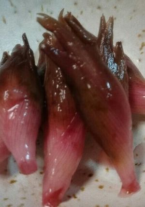 保存食。みょうが甘酢漬け(砂糖なし)-レシピのメイン写真