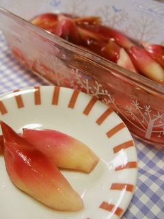 みょうがの甘酢漬け♪彩鮮やか♪-レシピのメイン写真