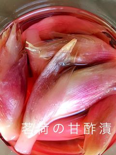 簡単♪茗荷の甘酢漬け-レシピのメイン写真