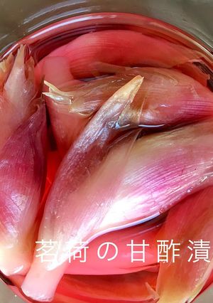 簡単♪茗荷の甘酢漬け-レシピのメイン写真