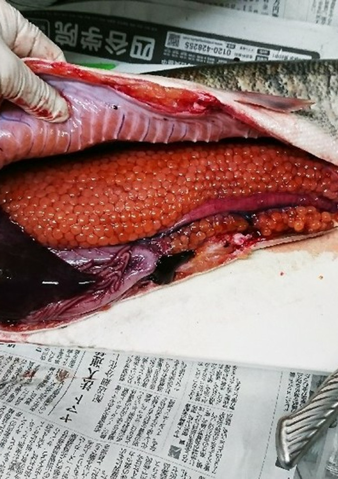魚屋さん簡単秋鮭捌き方から筋子取り出し方-レシピのメイン写真