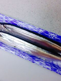 【龍愛】さんまの下処理-レシピのメイン写真